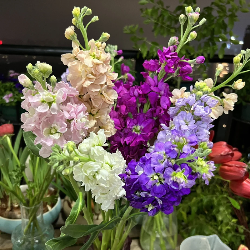 🌸Semená romantickej dvojitej fialky do záhrad a izbových rastlín - zľava 50%!