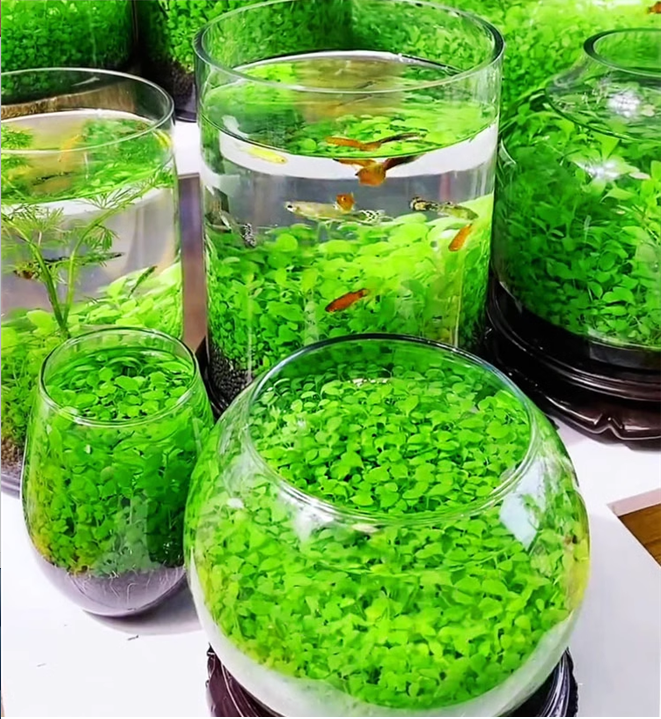 🌿Семена за пречистване на въздуха в аквариума