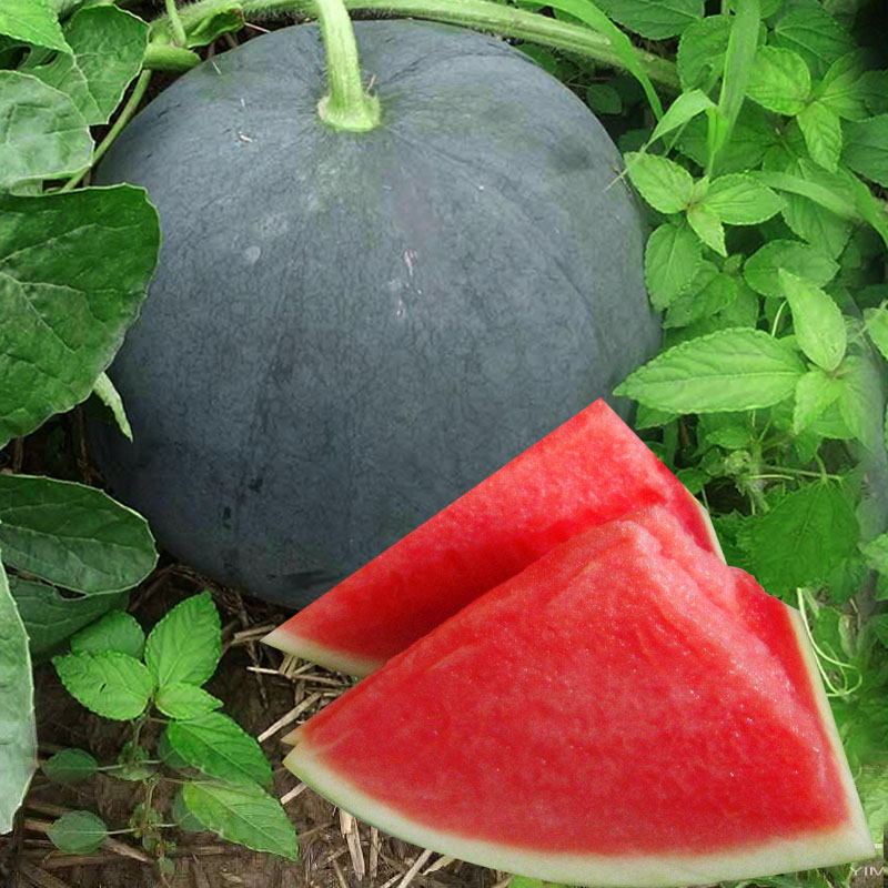 🍉Semená melónu Black Diamond