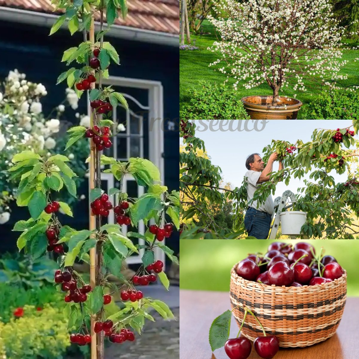🏆75 000+ PREDANÝCH! 🌳Semená čerešní – Čakajú na vás lahodné, čerstvé čerešne!