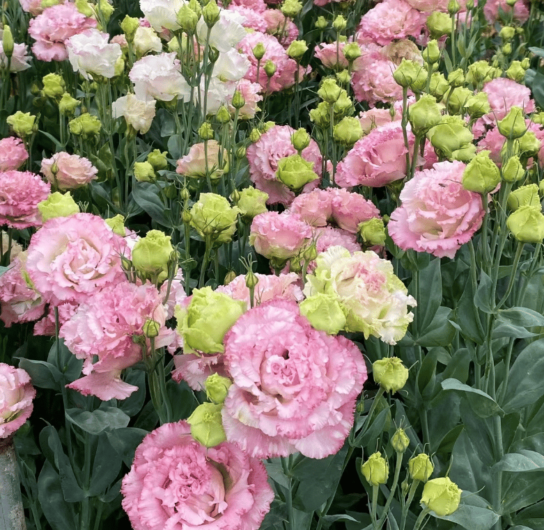 🔥Propagácia💝 Beztrnová ružová eustoma 💐 Semienka z lisianthusu
