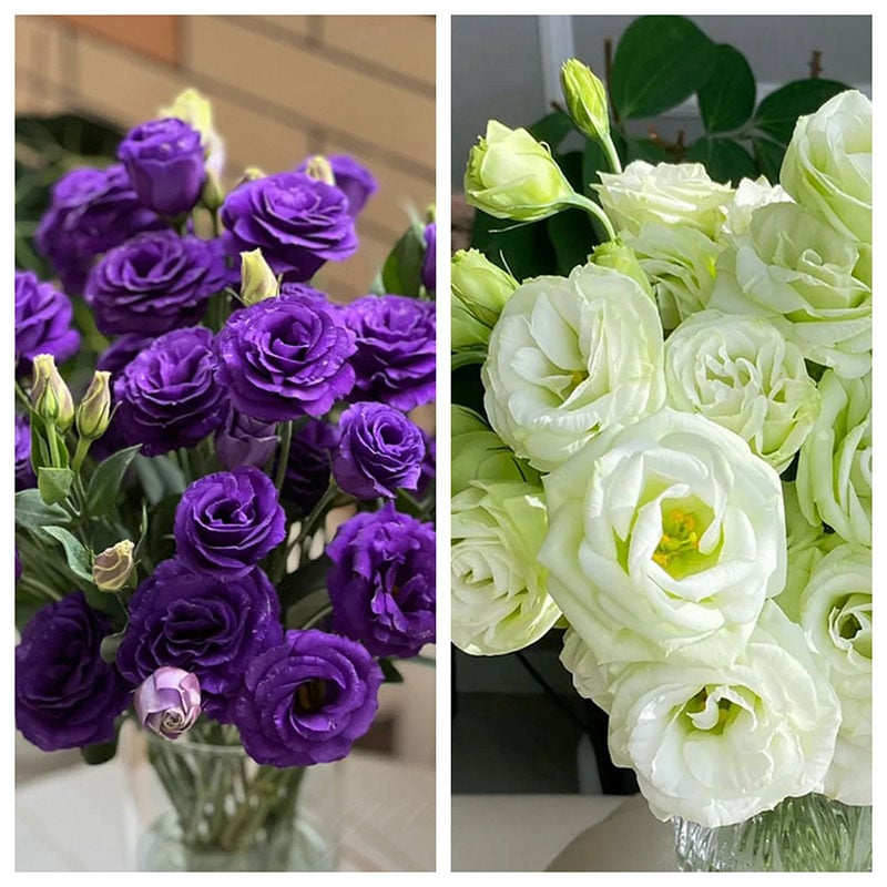 🔥Propagácia💝 Beztrnová ružová eustoma 💐 Semienka z lisianthusu