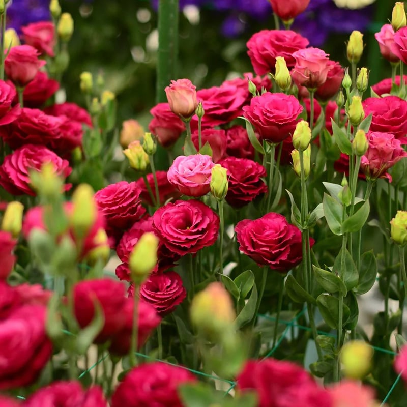 🔥Propagácia💝 Beztrnová ružová eustoma 💐 Semienka z lisianthusu