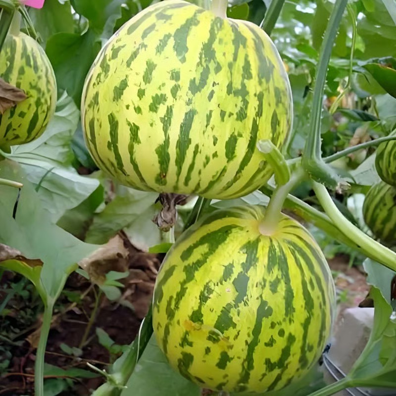 🍈VONNÉ SEMIENKA BALIJSKÉHO MELÓNU - SUPER SLADKÉ OVOCNÉ SEMIENKA NA SIATIE VO VŠETKÝCH ROZSACH✨