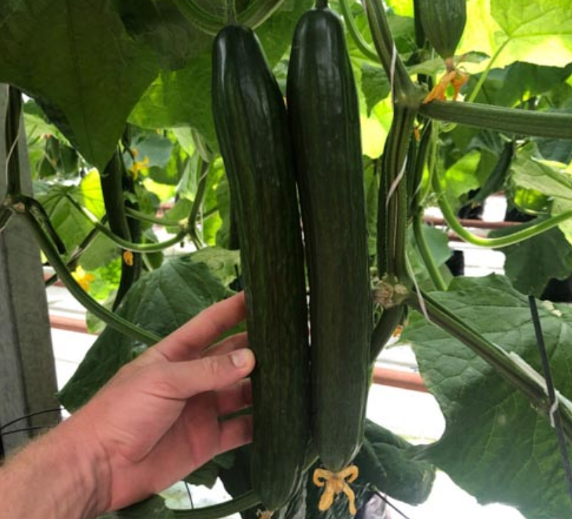 F1 Superfruit uborkamag – fürtös, magas hozamú