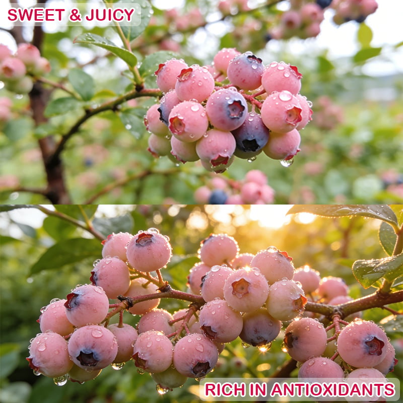 Premium Pink Blueberry Seeds for Planting