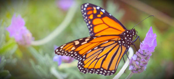 A butterfly on lavender