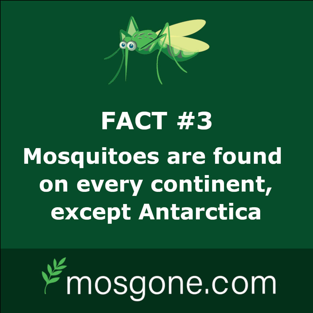 Mosquitoes are found on every continent, except Antarctica