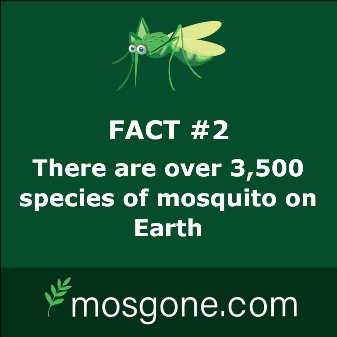 There are over 3,500 species of mosquito on Earth