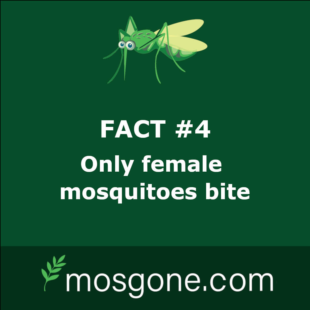 Only female mosquitoes bite