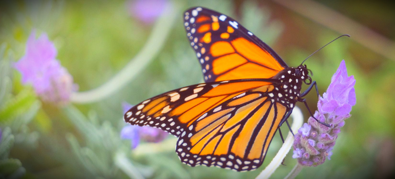 Butterfly on lavender