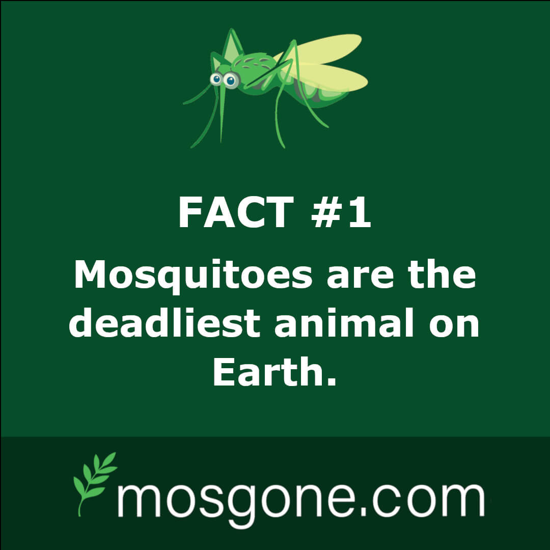 Mosquitoes are the deadliest animal on earth