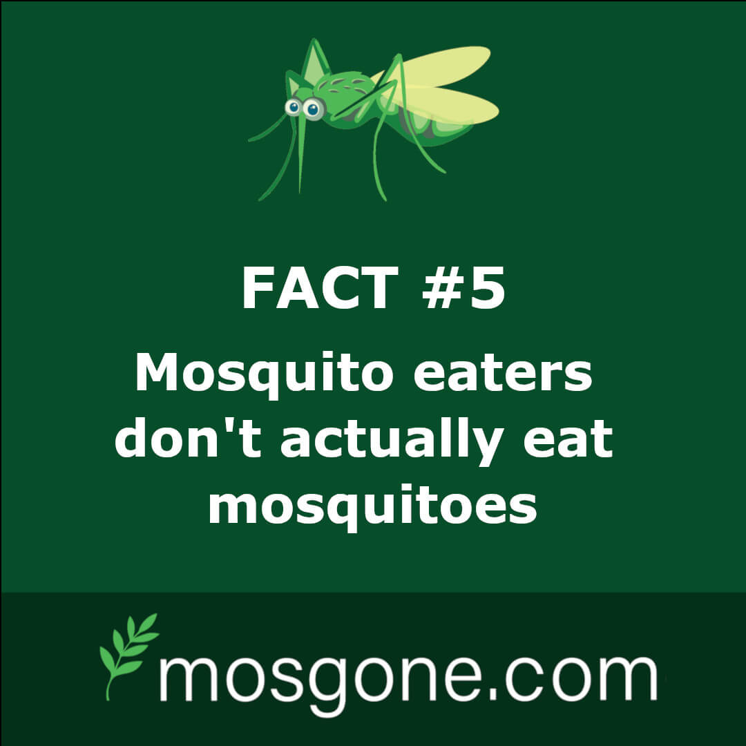 Mosquito eaters don't actually eat mosquitoes