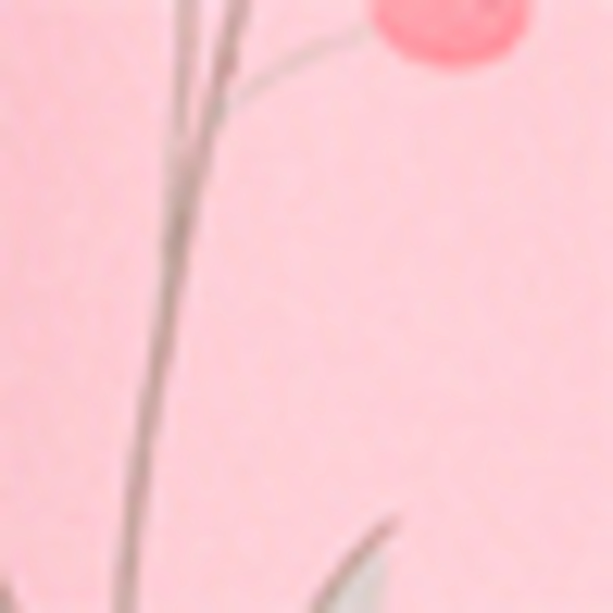 Floral - chiffon dress rose / red