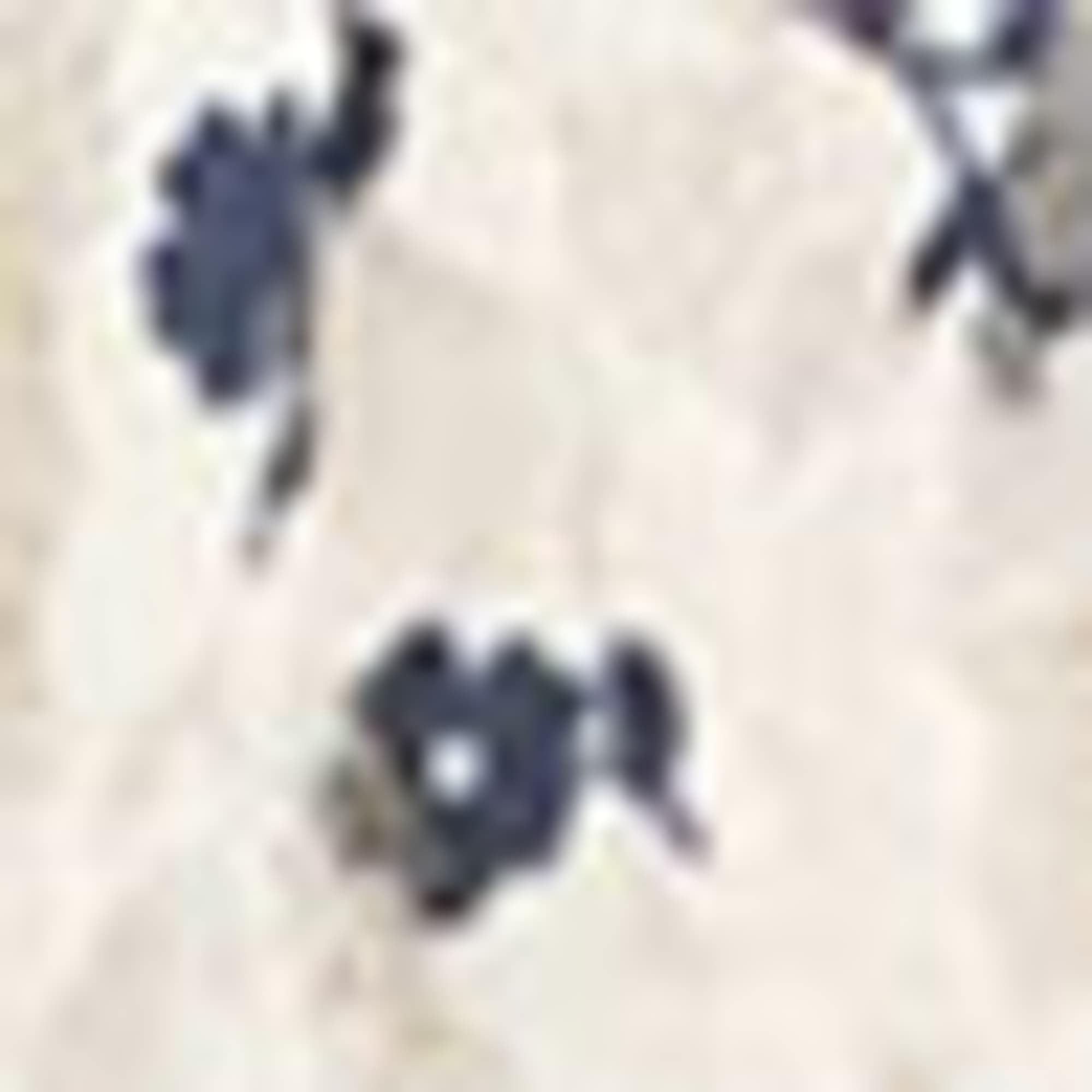Skirt - floral cremewhite