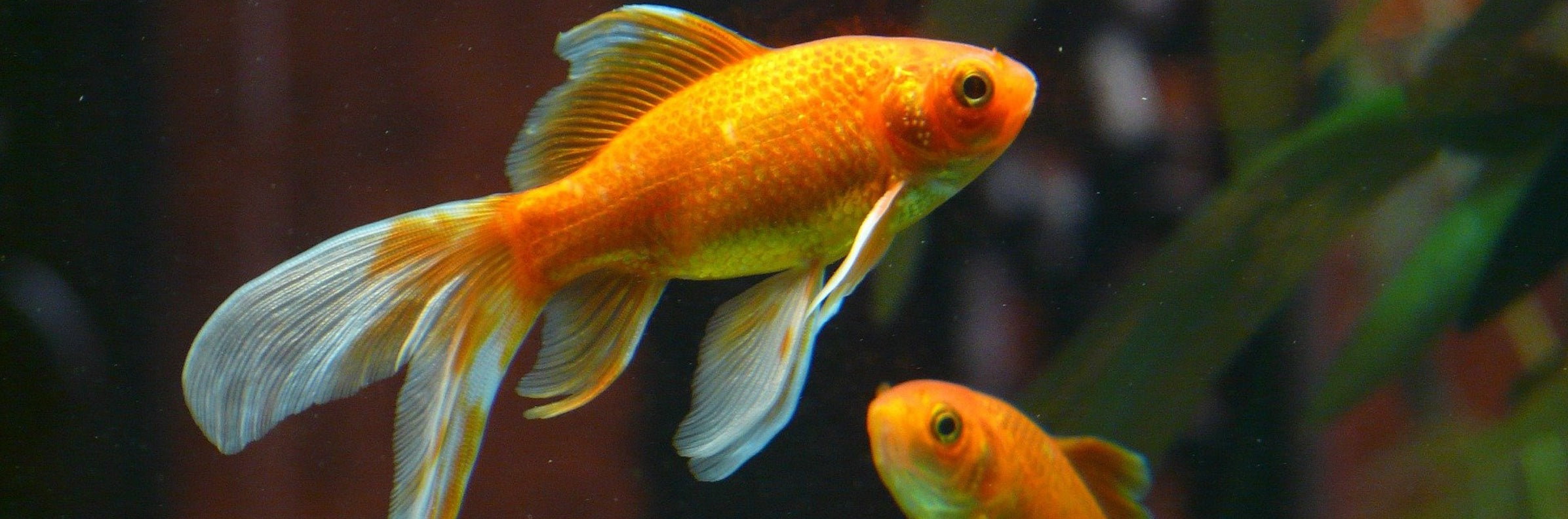 FLOSS AQUARIUM FILTERS
