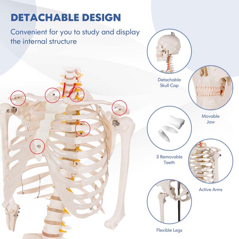 70.8 inch Life Size Human Skeleton Model for Anatomy