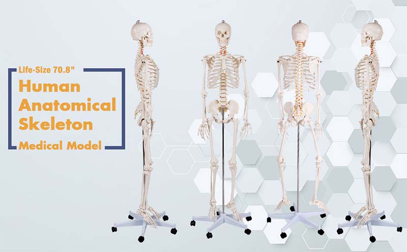 70.8 inch Life Size Human Skeleton Model for Anatomy