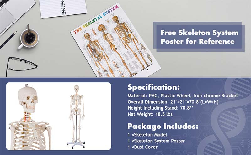 70.8 inch Life Size Human Skeleton Model for Anatomy