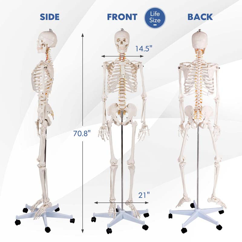 70.8 inch Life Size Human Skeleton Model for Anatomy