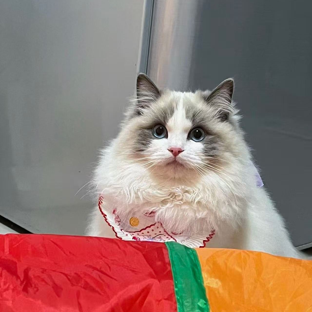 Радужный мост，Ваш малыш ушёл лишь на время, и однажды вернётся к вам через Радужный мост.--Индивидуальный заказ