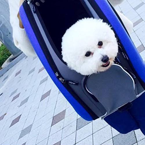 Ibiyaya 5 in 1 Pet Carrier + Backpack + Carseat + Pet Carrier Stroller + Carriers with Wheels for Dogs and Cats All in One (Blue