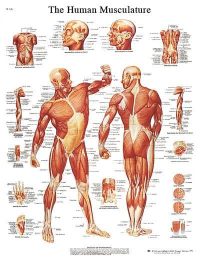 FEI Anatomical Sticky Back Chart - Human Heart