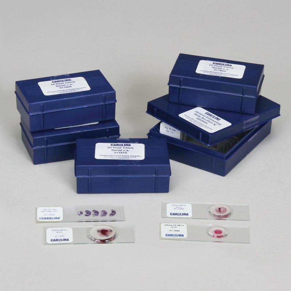 Carolina Biological Supply Company 309306 General Embryology Microscope Slide Set