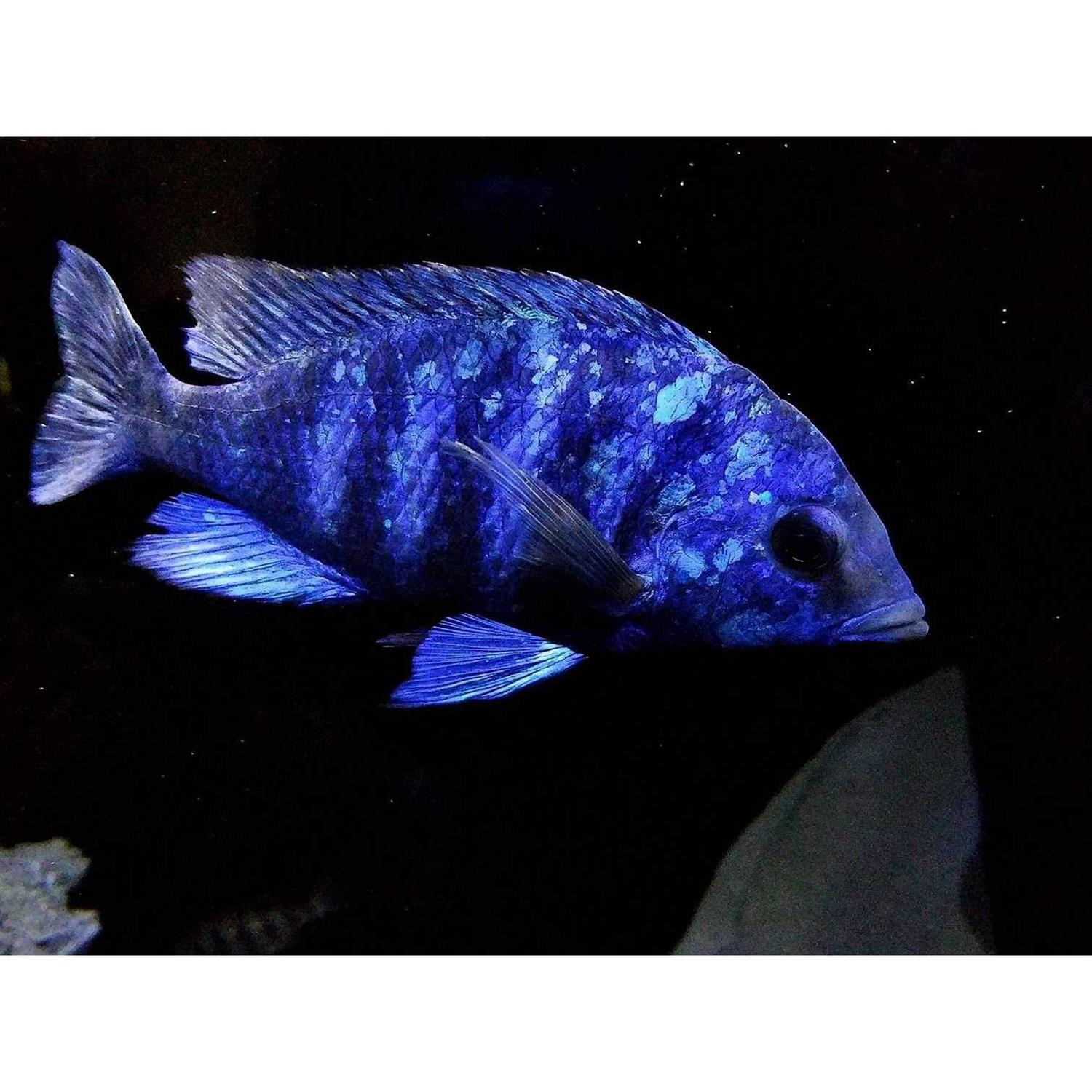 RONS CICHLIDS Rons cichlid Fish Food for African cichlids Tetras Other Tropical Fish - Pet Supplies online store