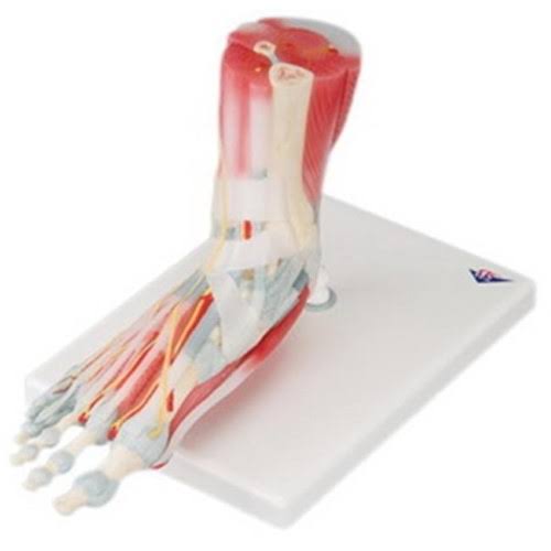 Fabrication Enterprises 12-4524 Anatomical Model Foot Skeleton with Ligaments u0026 Muscles