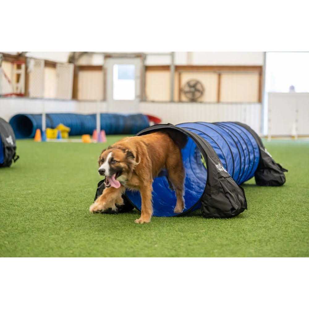 Better Sporting Dogs 7 Piece Deluxe Dog Agility Equipment Set 0219B - Pet Supplies online store