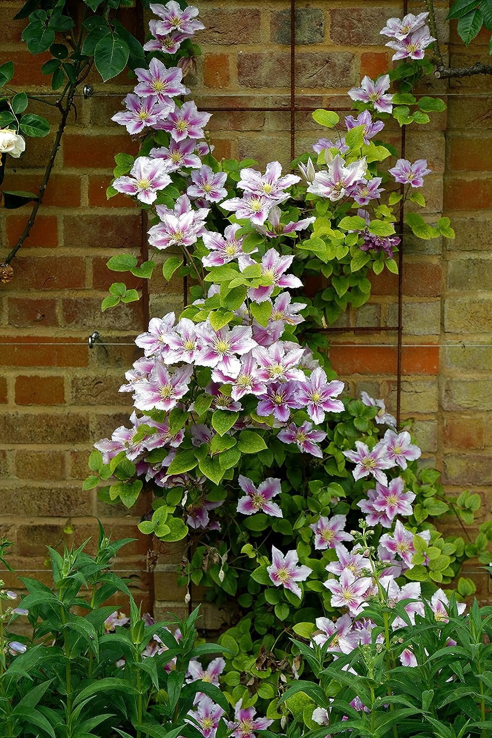 Bees Jubilee Clematis Vine - Live Plant in a 4 Inch Growers Pot - Clematis 'Bees Jubilee' - Starter Plants Ready for The Garden - Bold and Beautiful Purple Flowering Vine