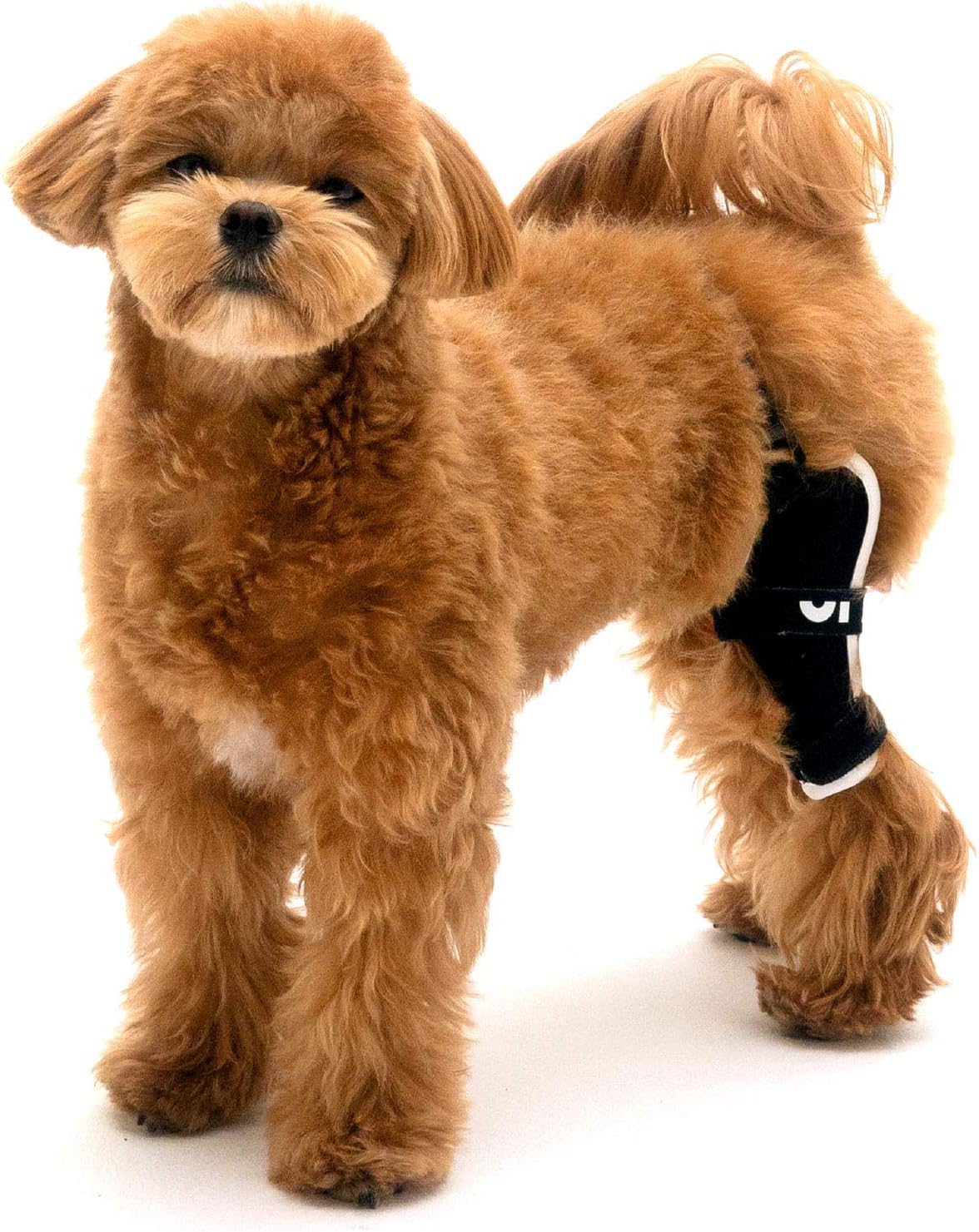 Poveo hinged Dog Knee Brace with Patella Tracker - Neoprene Canine Stifle Support for Dogs with Flexible Support, Torn ACL, Patella Luxation, osteoarthritis, limping from Joint Pain, Hip dysplasia