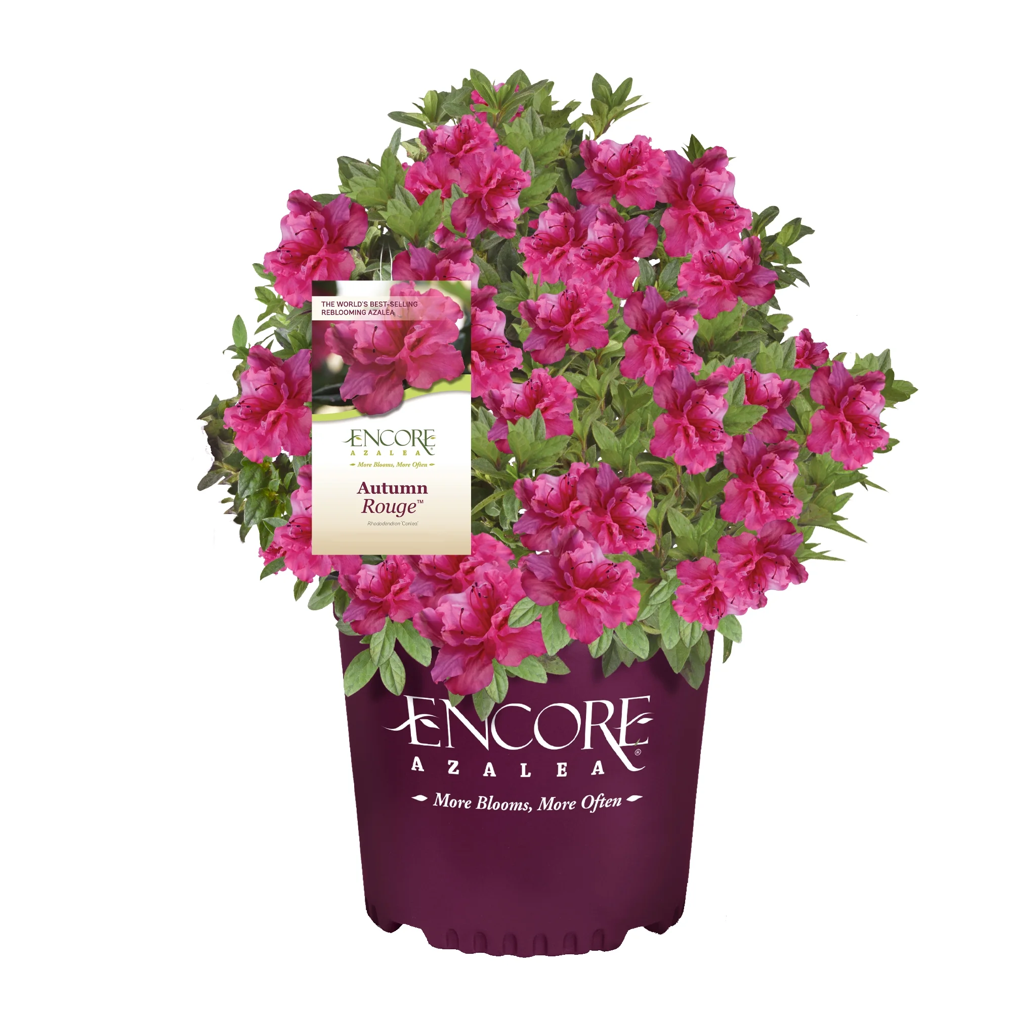 Encore Azalea Autumn Rouge Live Shrubs - Curated Treasures Market