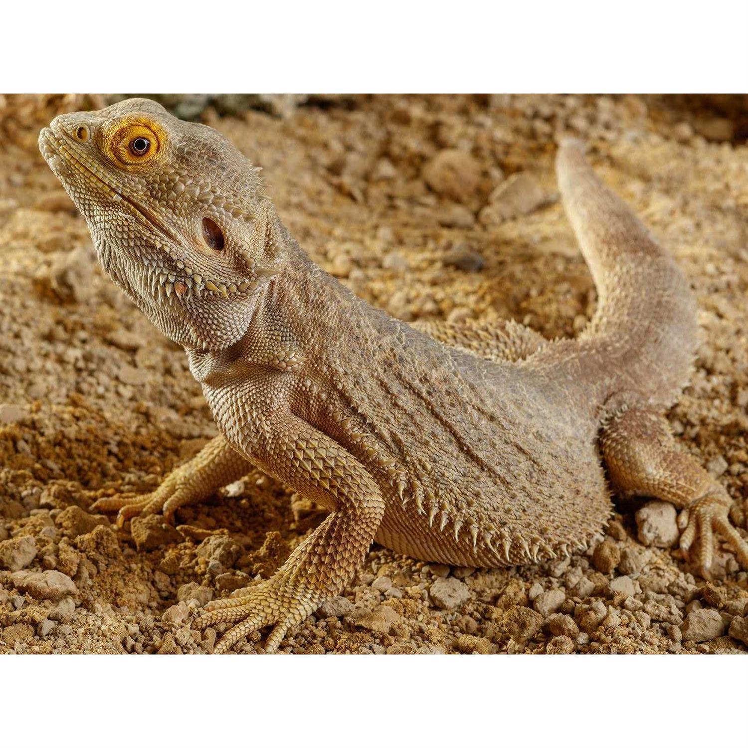 Exo Terra Stone Desert Substrate - Pet Supplies online store