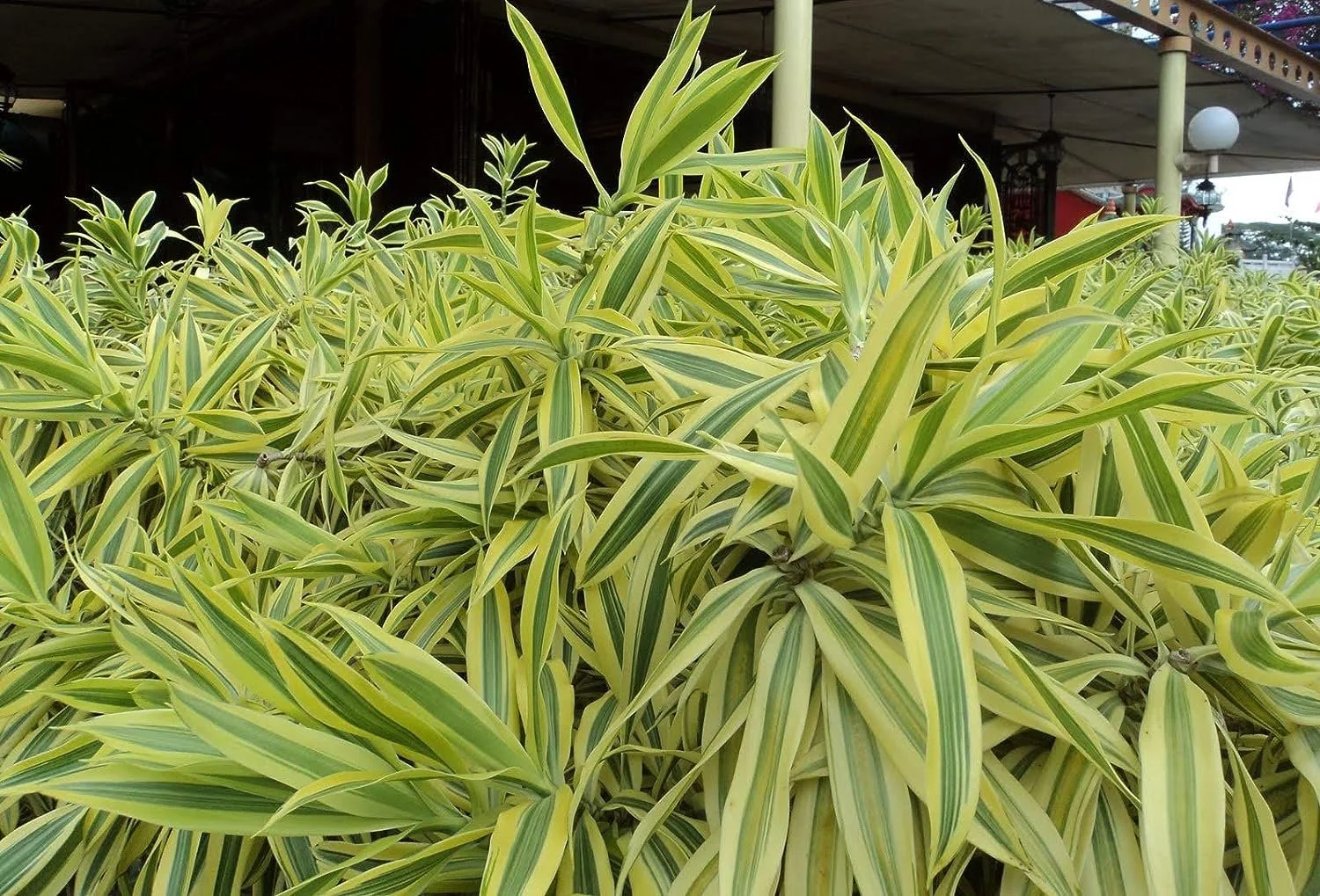Song of India Plant - Live Plant in a 6 Inch Pot - Dracaena Reflexa - Beautiful Easy to Grow Air Purifying Indoor Plant