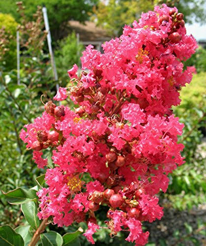 Tuscarora Crape Myrtle Tree - Live Plant in A 3 Gallon Pot -Lagers...