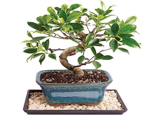 Brussel&s Live Golden Gate Ficus Indoor Bonsai Tree - 5 Years Old; 6x22 to 10x22 Tall with Decorative Container, Humidity Tray u