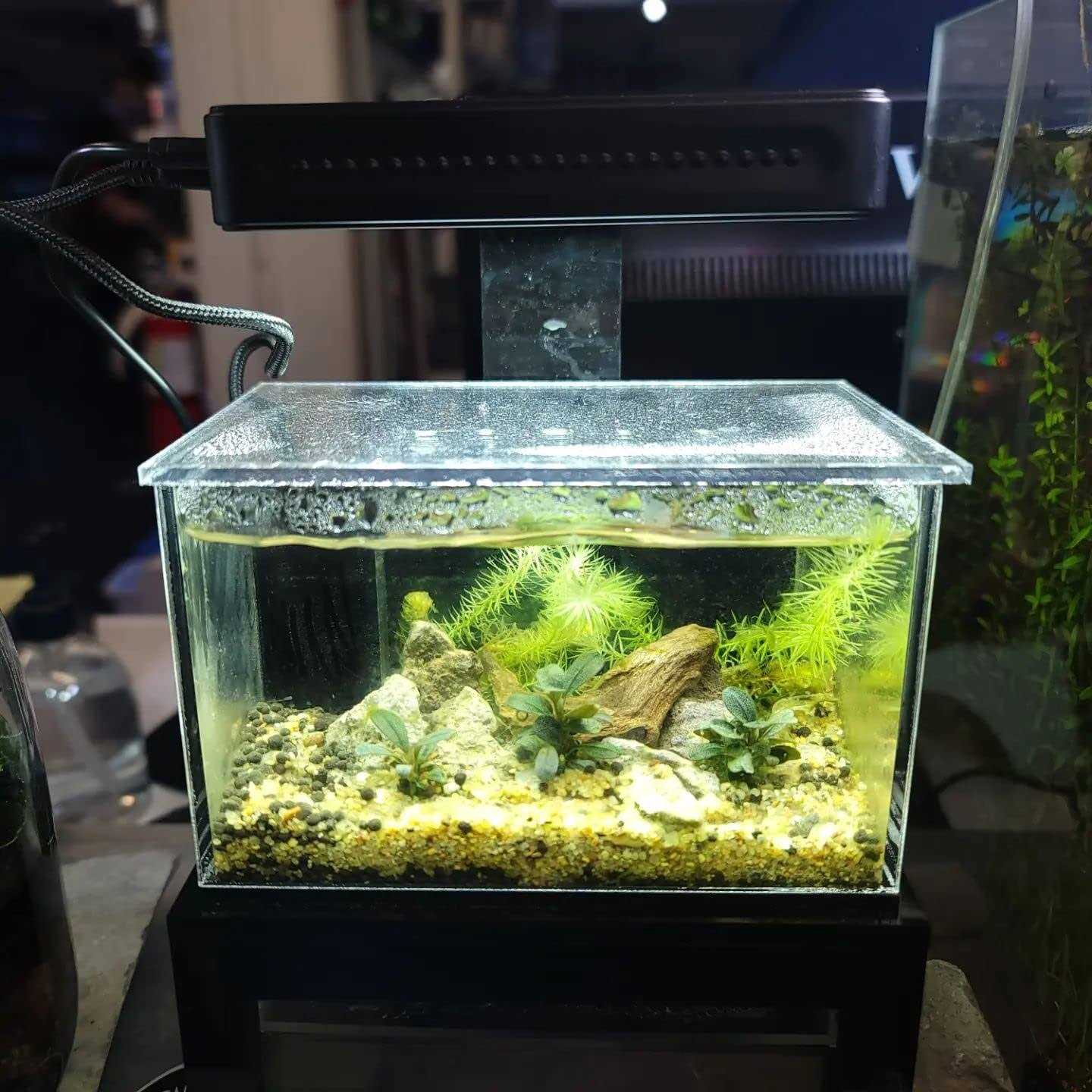 PNW Custom Micro Reef-Ready 40oz Desktop Aquarium - Pet Supplies online store