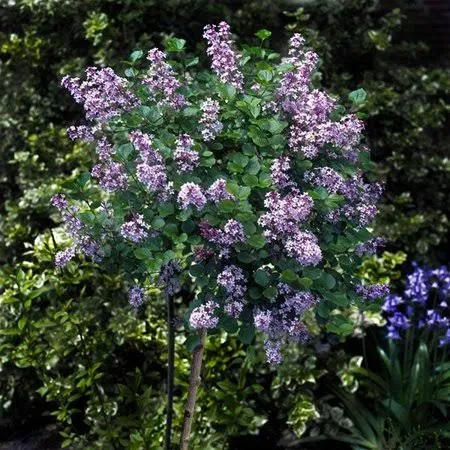 Korean Lilac Tree - Cannot Ship to AZ, Size: 4-5 ft.