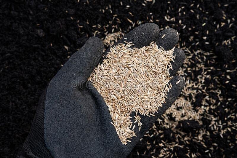 Tall-Fescue 50 LB Bag of Seed. Will Grow in Both Full Sun and Partial Shade Areas. Each Bag Covers 10,000 Square Feet When Overseeding Your Lawn