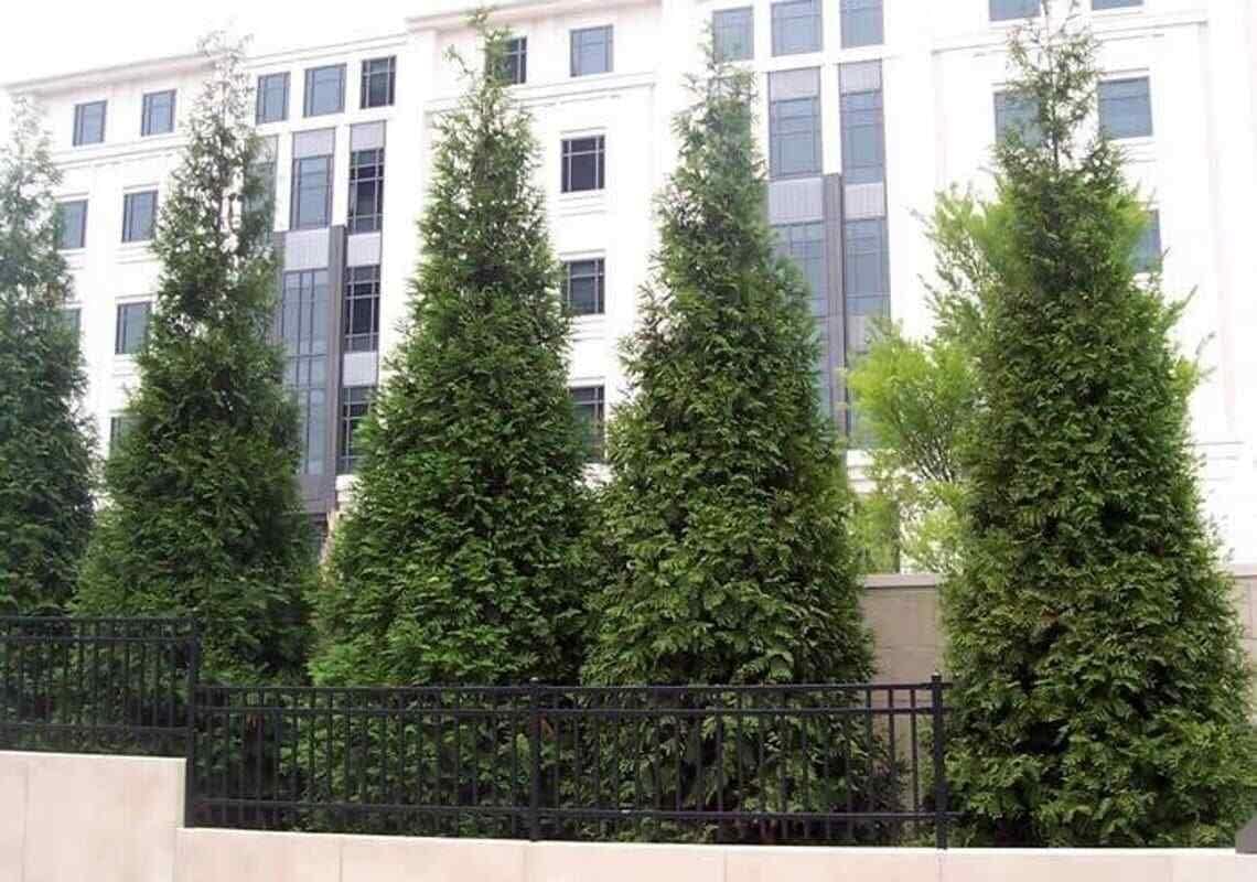 50 Thuja Green Giant Arborvitae Trees/Shrubs - 6-12" Tall Seedlings - Live Plants - 2.5" Pots