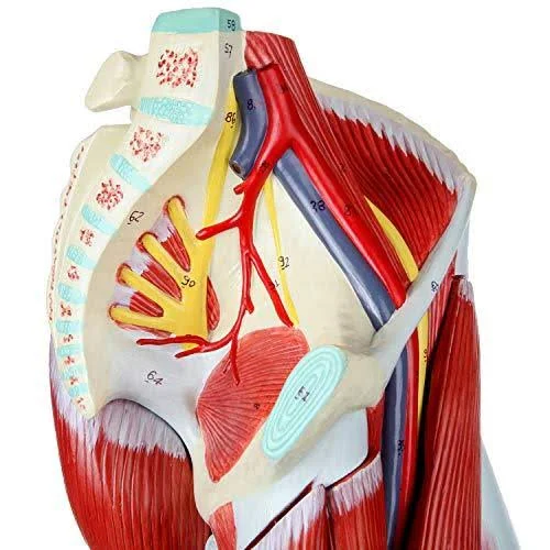 Axis Scientific Leg Model | Muscle Anatomy Model Has 12 Removable Leg Muscles | Muscle Model Details Muscles, Arteries u0026 Vei