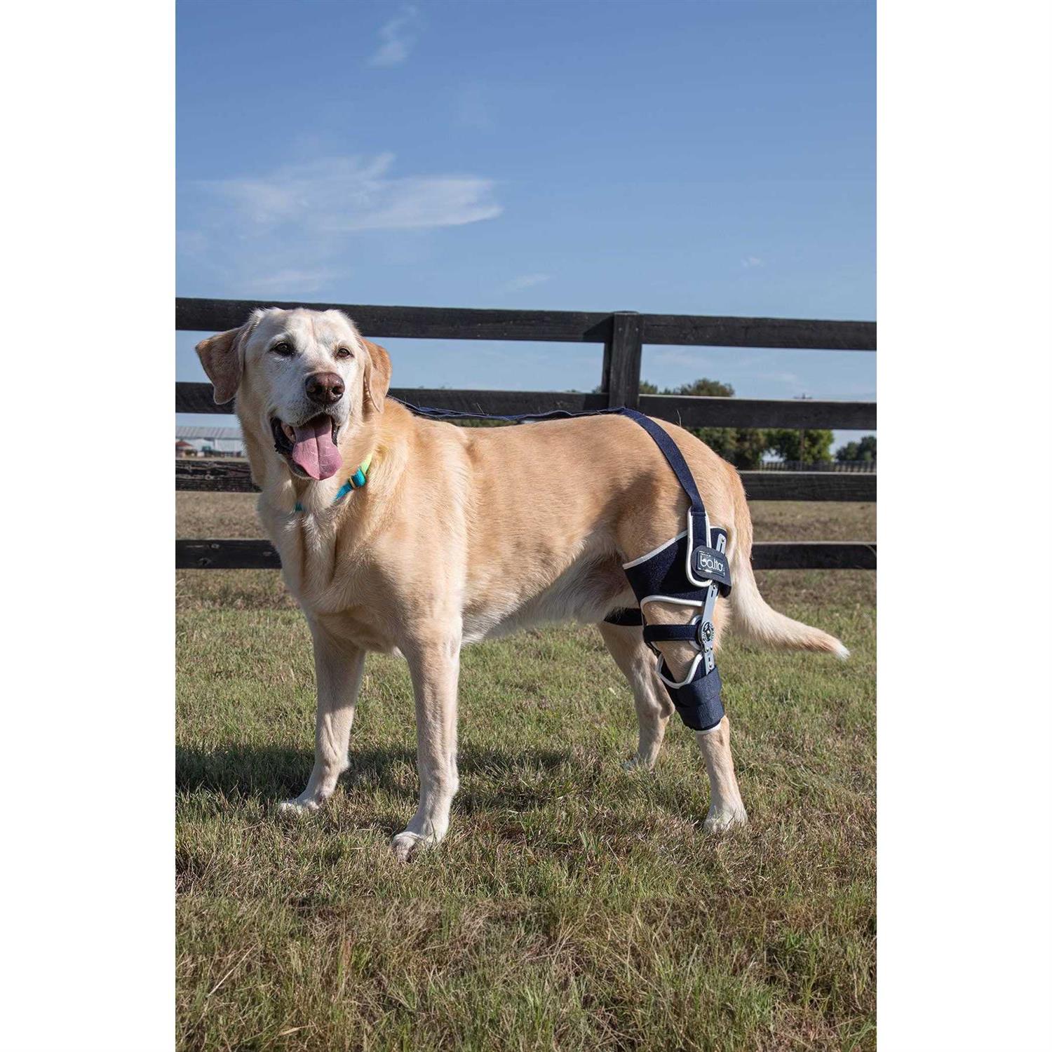 Balto Ligatek Adjustable Hinged Dog Knee Brace - Pet Supplies online store