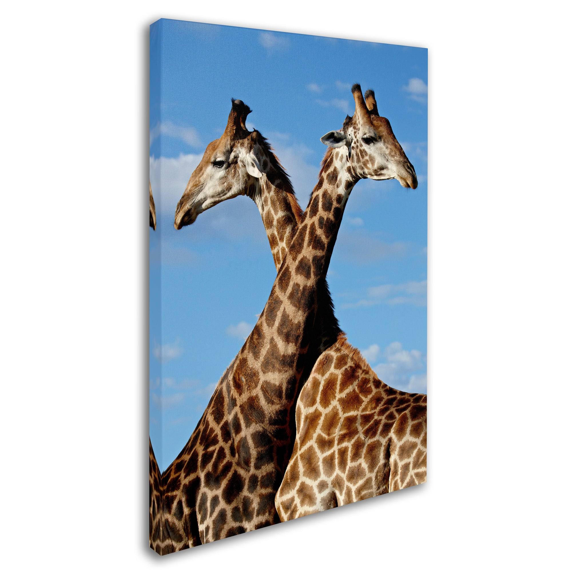 Robert Harding Picture Library &Two Giraffes& Canvas Art ALI19181-C