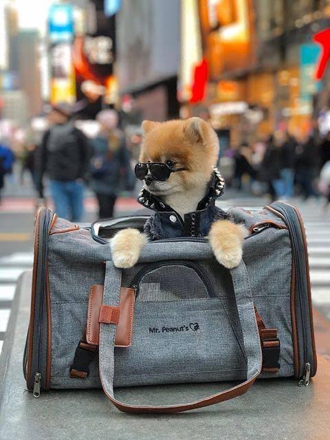 Mr. Peanut&s Gold Series Airline Approved Tote - Low Profile, Soft Sided Premium Pet Carrier