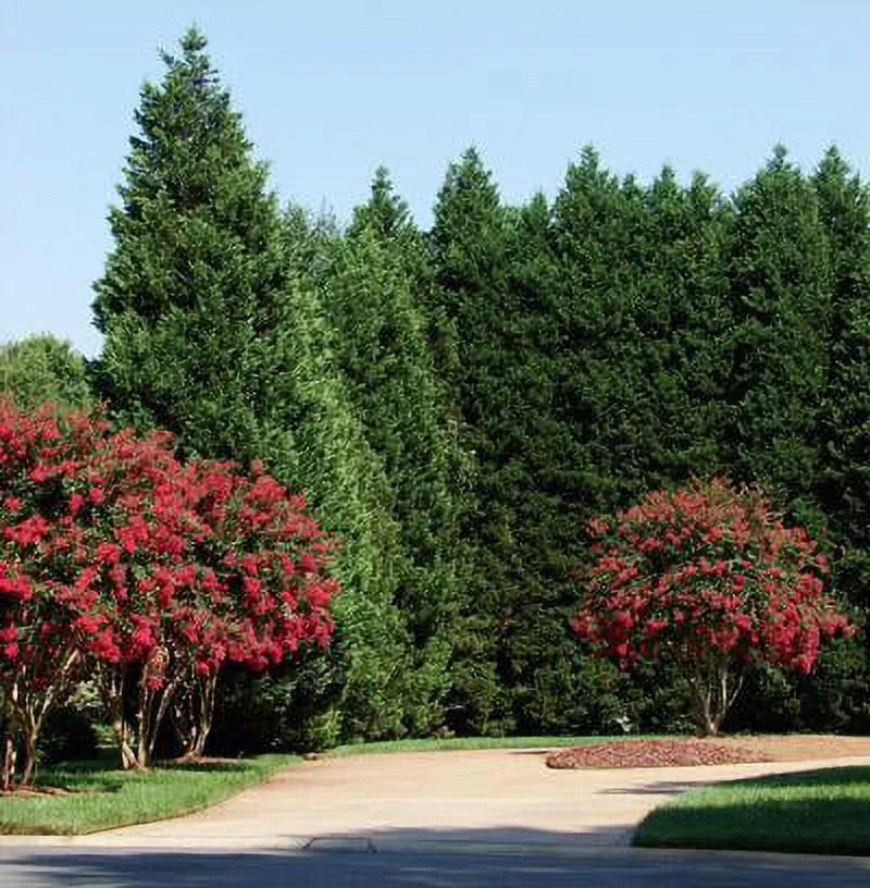 Leyland Cypress Trees