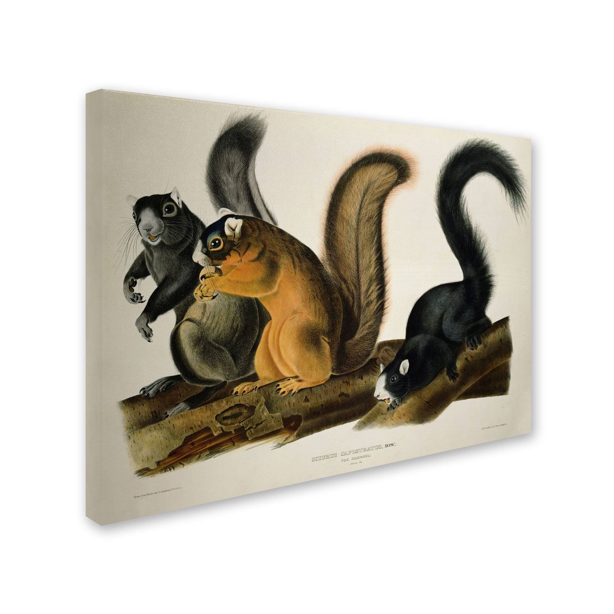 Trademark Global John James Audubon &Fox Squirrel& Canvas Art