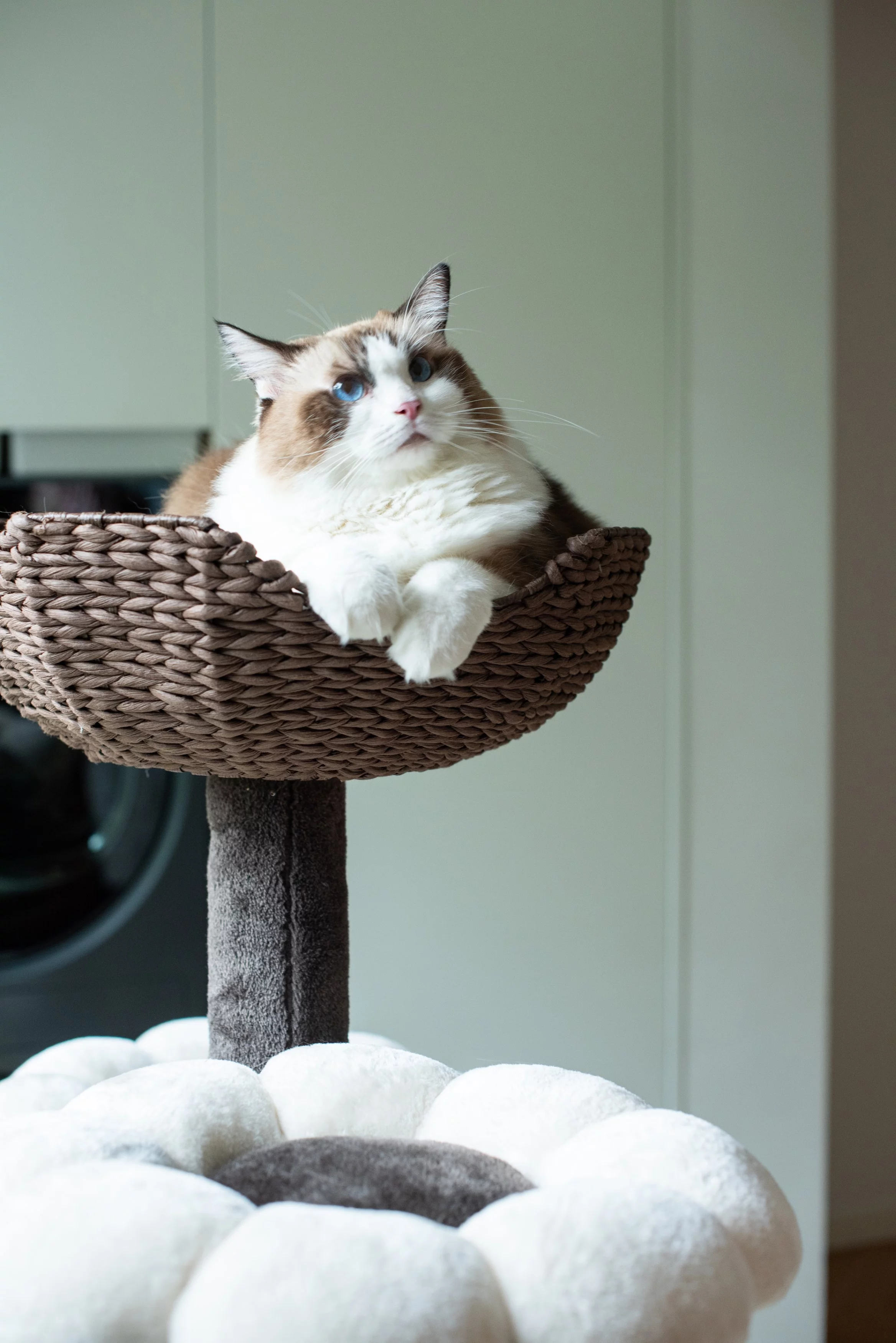 Catry 59" Natural Blossom Flower Woven Tree Branches Large Cat Tree 6-Level Cat Tower w/ Hammock Foam-Padded Perches Basket for Large Adult Cats Play House Indoor Climbing Modern Cat Furniture