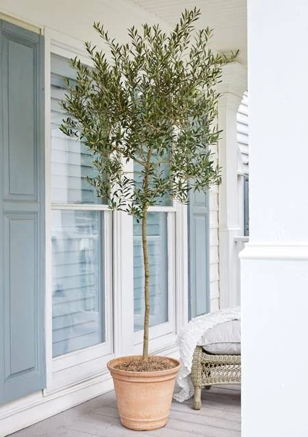 Arbequina Olive Tree - Grow Your Own Delicious Olives - Cannot Ship to AZ